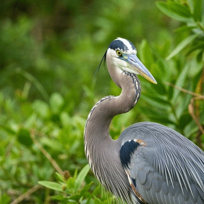 Close-up of a Great Blue Heron in a natural setting in Fort Myers, Florida, with clear focus on the bird